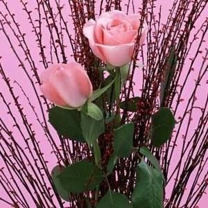 Meet your Posher, Randi